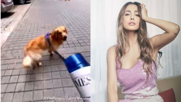 શું તમે જોયો મલાઈકા અરોરાની જેમ ચાલતો એક ક્યૂટ ડૉગ? સ્ટાઈલમાં તો અભિનેત્રીને પણ આપે છે મ્હાત