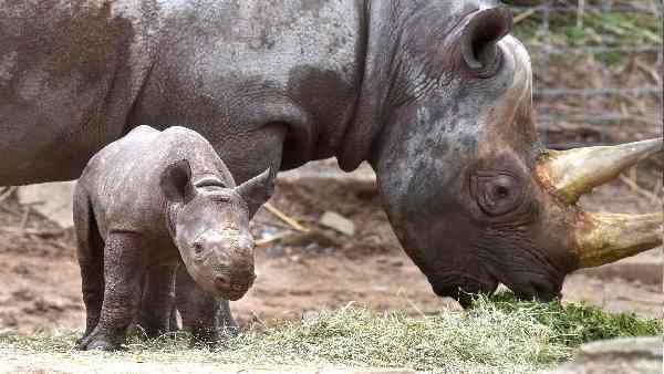 છઠ્ઠી વખત સામૂહિક લુપ્ત થવાની ચેતવણી