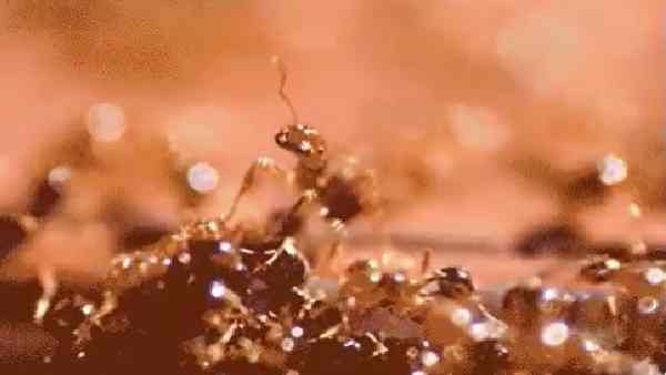 જંતુનાશકોના ઉપયોગ વિના કોઈપણ કાર્ય કરવું અશક્ય જંતુનાશકોના ઉપયોગ વિના કોઈપણ કાર્ય કરવું અશક્ય