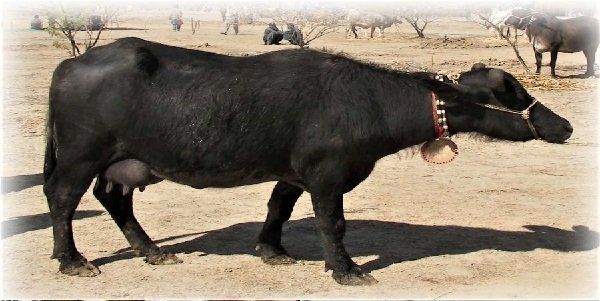 આ ભેંસો રાત્રે ચરવા જાય છે