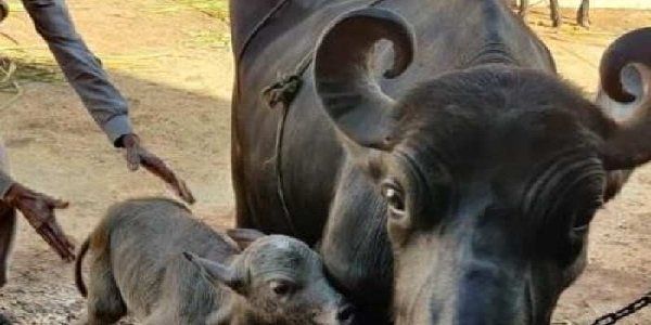 કિંમત 1 થી 3 લાખ રૂપિયા સુધીની છે