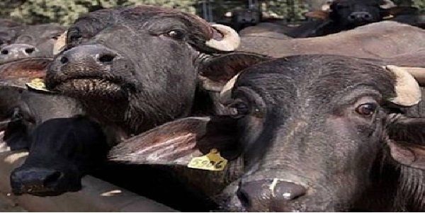 15 કિલોમીટર દૂર સુધી ચરવા જાય છે