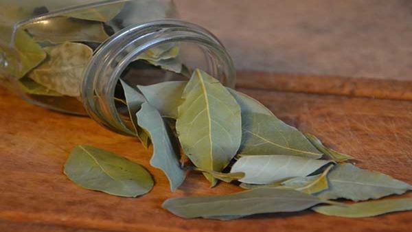 તમાલપત્ર ઘટાડશે યુરિક એસિડ