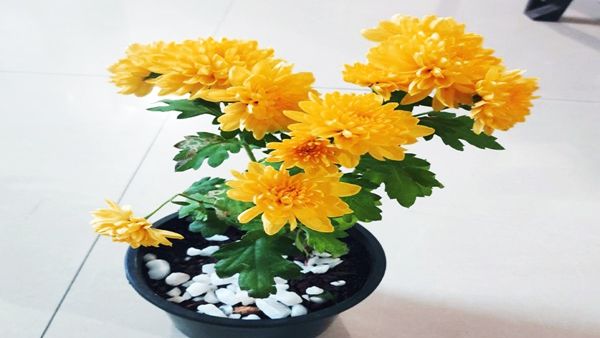 પીળા રંગના ફુલ