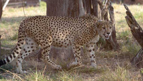 કોઈ માનવ હસ્તક્ષેપ નહીં