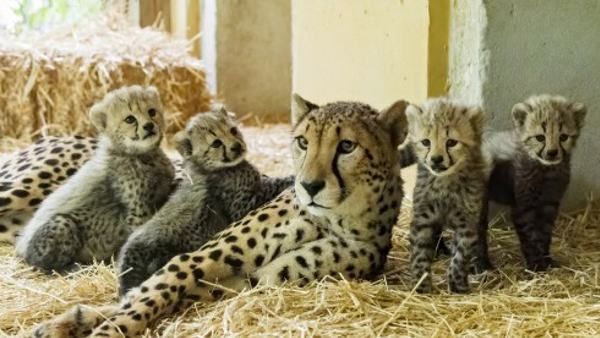 સારી ભોજન વ્યવસ્થા