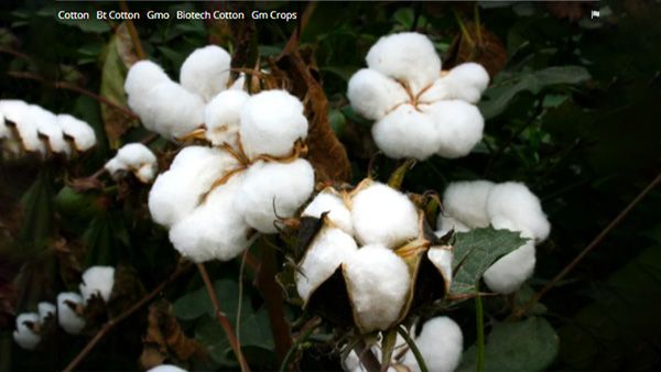 કપાસ કે કોટન પ્લાન્ટ (Cotton Plant) :
