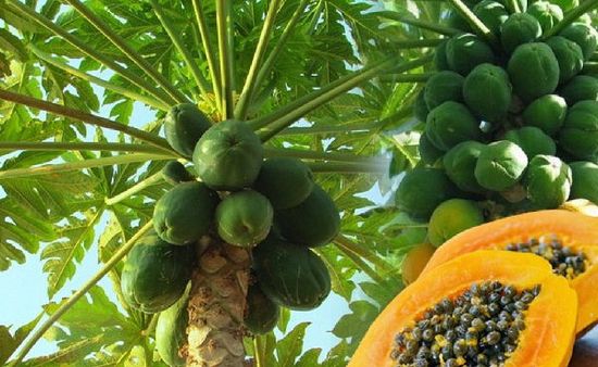 પપૈયાના વાવેતર વિસ્તારની દૃષ્ટિએ દેશના રાજ્યોમાં ગુજરાત પ્રથમ ક્રમે, ઉત્પાદનમાં બીજા ક્રમે