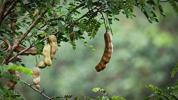 આમલીનું ઝાડ (Tamarind Tree) :
