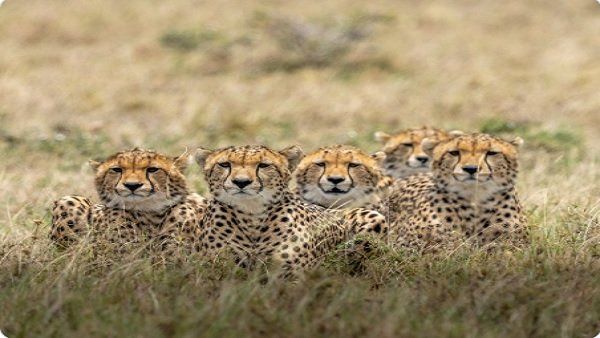 ચિત્તાઓ આ રીતે લુપ્ત થયા હતા