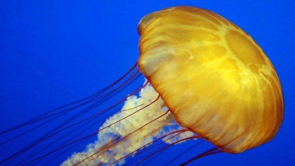 એક જીવમાં અમરત્વના જિનોમ મળ્યા