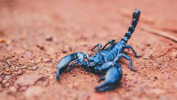 ઝેરનો પાવડર