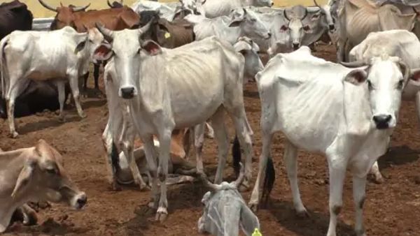 પંજાબમાં યોજાશે પશુ મેળો, સરકારે મેળાને આ શરતો સાથે આપી મંજુરી