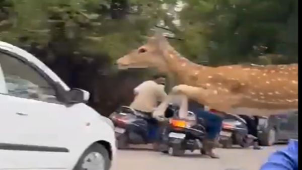 હરણના બચ્ચાનો હનુમાન કુદકો