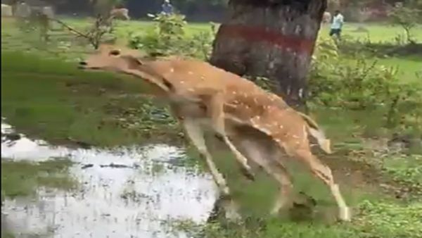 આખો રસ્તો કૂદી ગયું હરણનું બચ્ચું