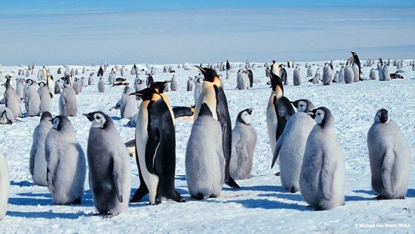 Climate Change : એન્ટાર્કટિકામાં ઝડપથી ઘટી રહી છે પેંગ્વિન્સની સંખ્યા, આ માટે ક્યાંક તમે તો જવાબદાર નથીને?