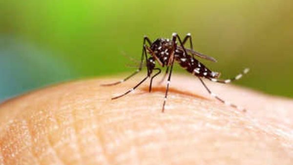 ફક્ત માદા મચ્છર જ કરડે છે ફક્ત માદા મચ્છર જ કરડે છે