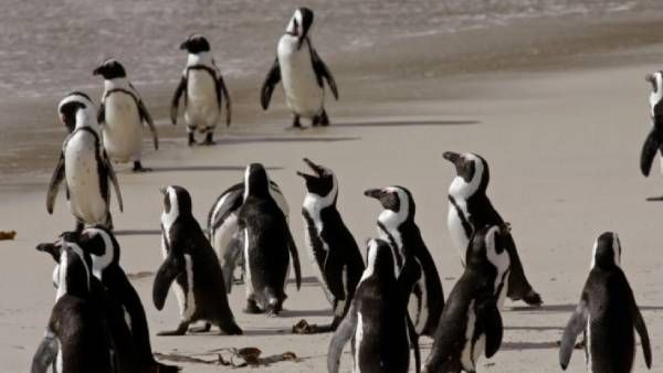 હવામાન પરિવર્તનને કારણે જોખમમાં છે એમ્પરર પેંગ્વિન