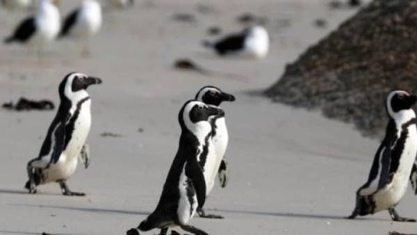 એમ્પેરર પેંગ્વિનને તાકીદની આબોહવા કાર્યવાહી ની સખત જરૂર