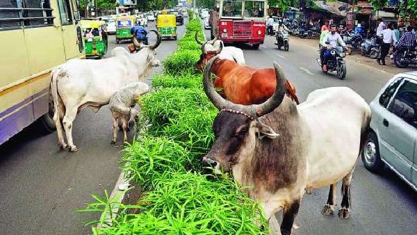 ગાયને બચાવવા જતા અકસ્માત સર્જાયો