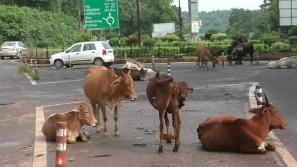 બાઇક સવારનું ઘટના સ્થળે જ મોત