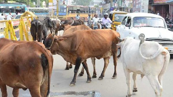 ગાય કે તેના માલિક કેવી રીતે જવાબદાર હોઈ શકે? - રાહુલ