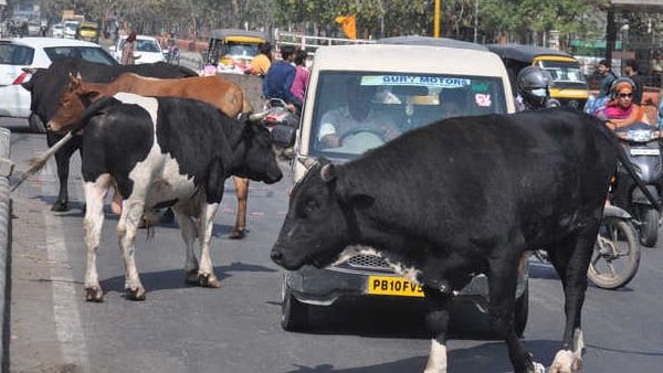 રખડતા પ્રાણીઓનો ત્રાસ વધી રહ્યો છે