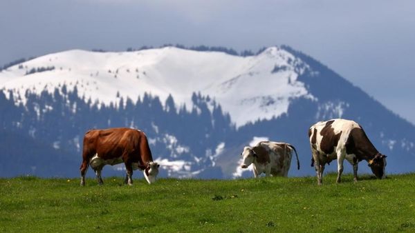 ન્યુઝીલેન્ડમાં માણસો કરતાં વધુ પ્રાણીઓ