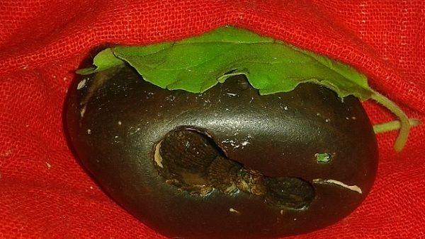 ભૂલ સુધારવા શાલિગ્રામે તુલસી સાથે લગ્ન કર્યા