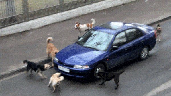 ગાડીની પાછળ કેમ ભાગે છે કુતરાઓ, જાણો આની પાછળનુ કારણ