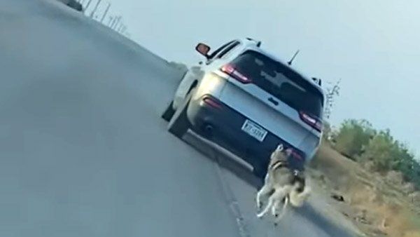 કુતરાઓનો પણ હોય છે ઇલાકો