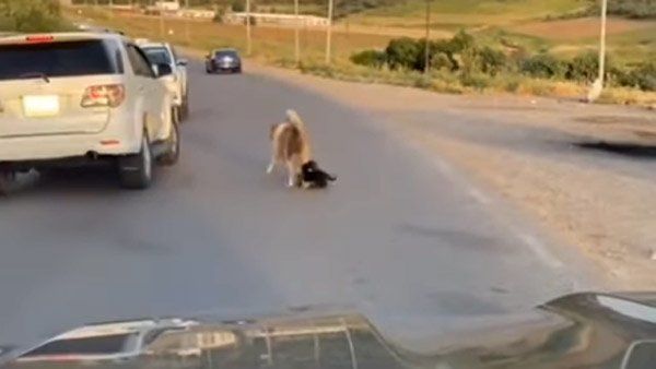 કૂતરા કરડવાના કેસ કેમ વધી રહ્યા છે?