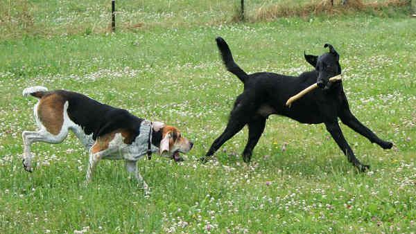 કુતરૂ કરડ્યા બાદ શું કરવુ?