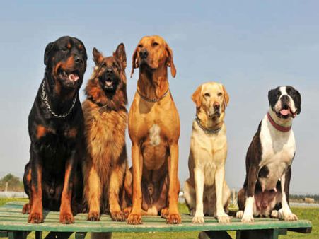 તાજેતરમાં કુતરા કરડવાની ઘટનાઓ