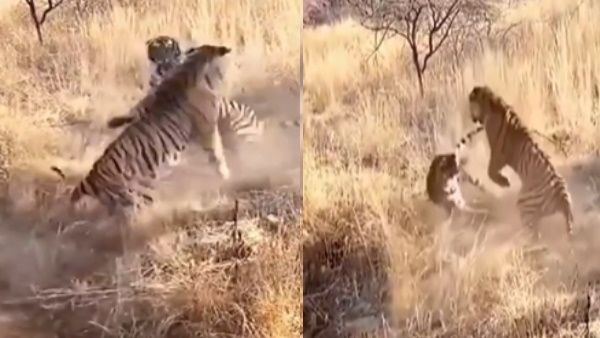 Tiger Fight video : જંગલમાં બાખડ્યા બે વાઘ, જુઓ વીડિયો