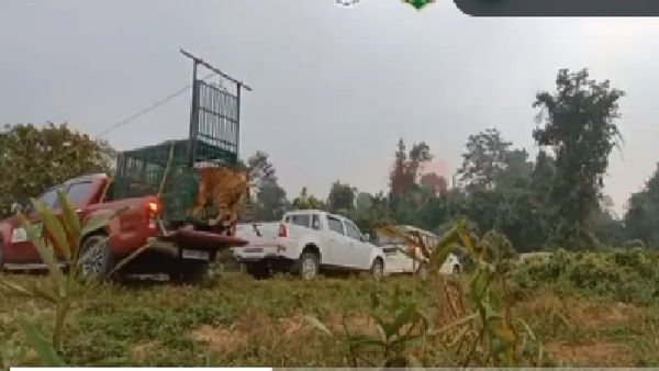 120 કિલોમીટર તરીને આસામ પહોંચેલા વાઘને રેસ્ક્યૂ કરીને ટાઈગર રિઝર્વમાં છોડાયો