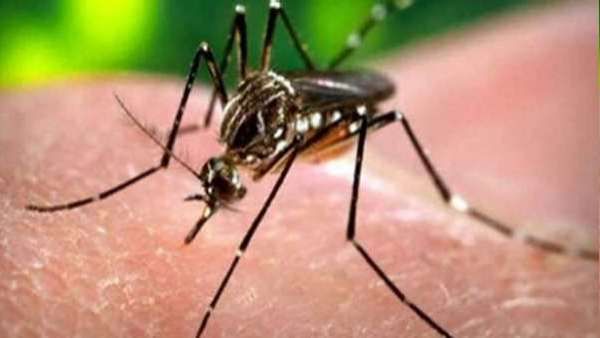 Zika Virus: કર્ણાટકમાં ઝીકા વાયરસનો પહેલો કેસ આવ્યો સામે, 5 વર્ષની બાળકી પૉઝિટિવ, જાણો કારણ, લક્ષણો અને સારવાર