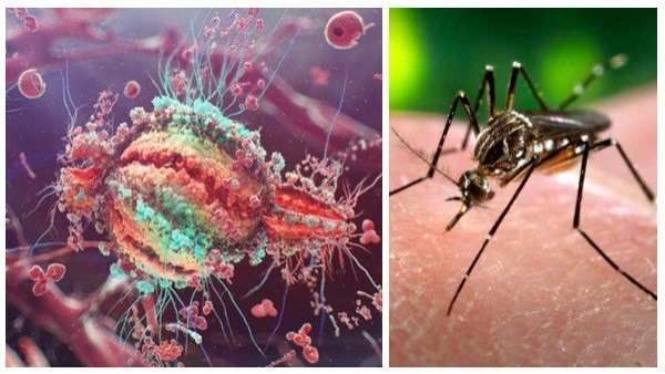 ઝીકા વાયરસથી બચાવના ઉપાય અને સારવાર