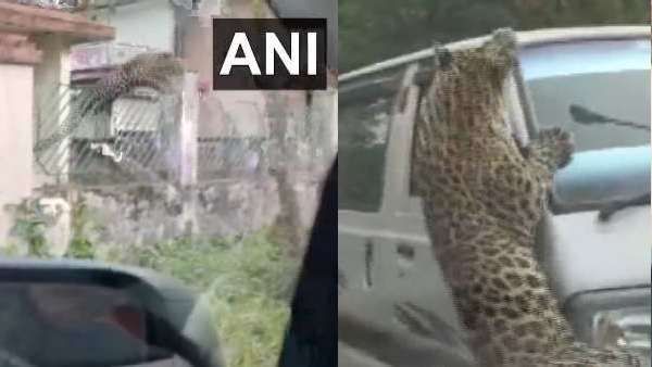 દીપડાએ આતંક મચાવી 13 લોકો પર કર્યો હુમલો, જુઓ લાઈવ Video