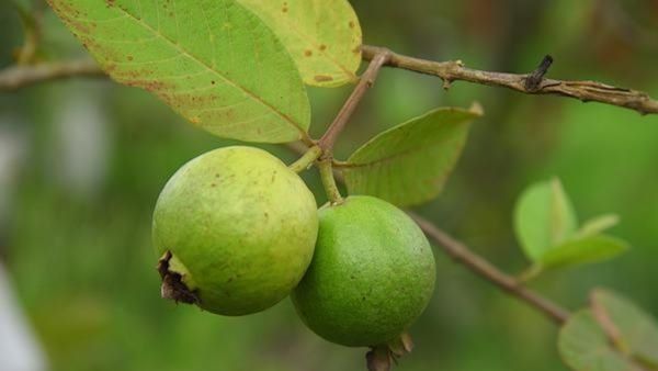 જામફળ થોડા જ દિવસોમાં તમારી ઉધરસને મૂળમાંથી દૂર કરી દેશે.