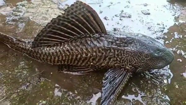 પૉલીથિનમાં પાણી ભરી જીવતી રાખી પૉલીથિનમાં પાણી ભરી જીવતી રાખી