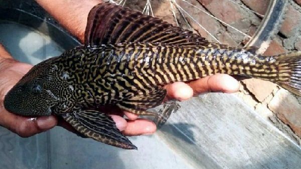 એમેઝોન નદીમાં રહેતી ખતરનાક માછલી Suckermouth Catfish મધ્ય પ્રદેશના તળાવમાં કઈ રીતે પહોંચી?