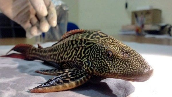 ગંગામાં પણ મળી ચૂકી છે આ માછલી ગંગામાં પણ મળી ચૂકી છે આ માછલી