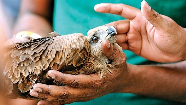 ઉત્તરાયણ પર્વ દરમિયાન ઘાયલ પક્ષીઓની સારવાર માટે રાજ્યભરમાં કરુણા અભિયાન શરૂ