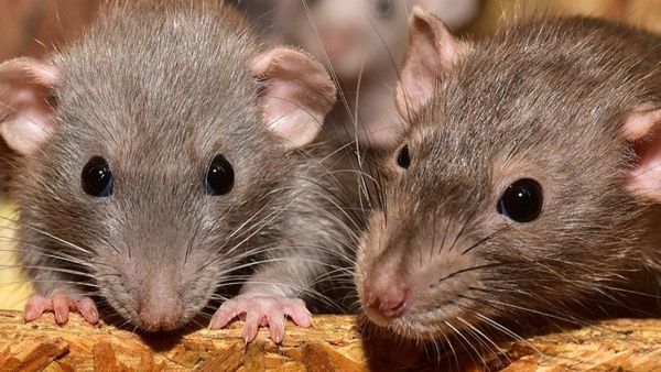 DRDO તૈયાર કરી રહ્યું છે જાસૂસી ઉંંદર, જાણો ભારત માટે કેટલા મહત્વના?