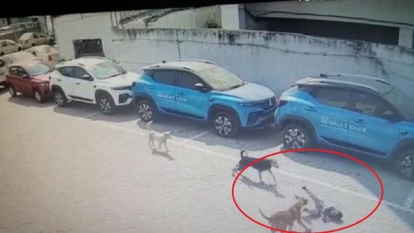 Hyderabad: રોડ પર 5 વર્ષના બાળક પર કુતરા તુટી પડ્યા, થયુ મોત