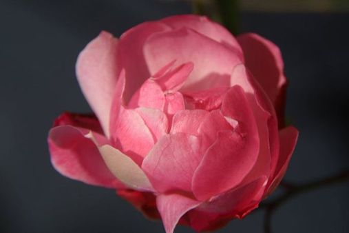 નારંગી ગુલાબ (Orange Rose) : 