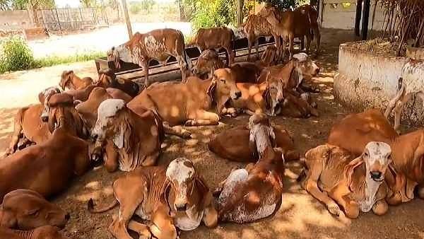 ગુજરાતમાં ગાયોને સરોગેટ મધર બનાવવાની તૈયારી ગુજરાતમાં ગાયોને સરોગેટ મધર બનાવવાની તૈયારી