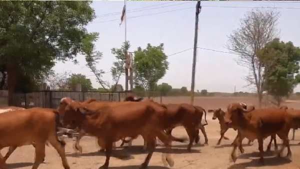 200 ગાયોને સરોગેટ મધર બનાવવાનુ શરૂઆતી લક્ષ્ય 200 ગાયોને સરોગેટ મધર બનાવવાનુ શરૂઆતી લક્ષ્ય