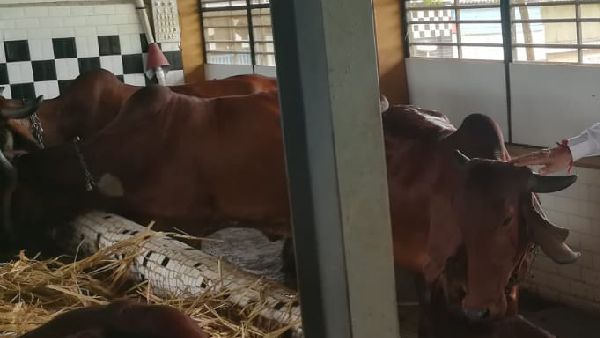 ગીરની ગાયો કેમ છે ખાસ? ગીરની ગાયો કેમ છે ખાસ?